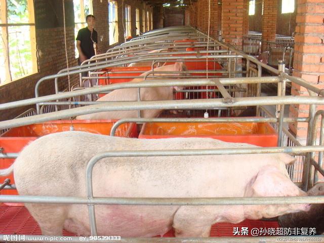 畜禽饲料行业市场前景-畜禽饲料行业市场前景分析