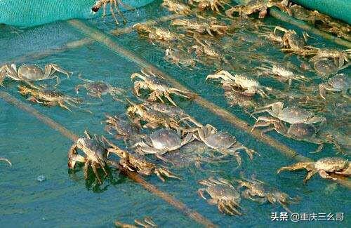 小海蟹怎么养殖