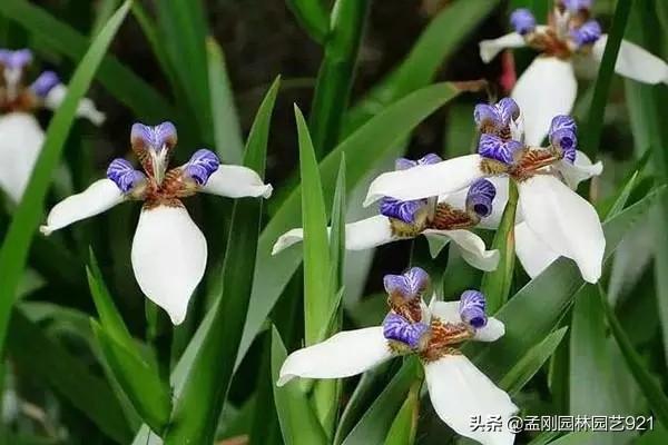 干净花卉微信头像? 干净花卉微信头像图片!