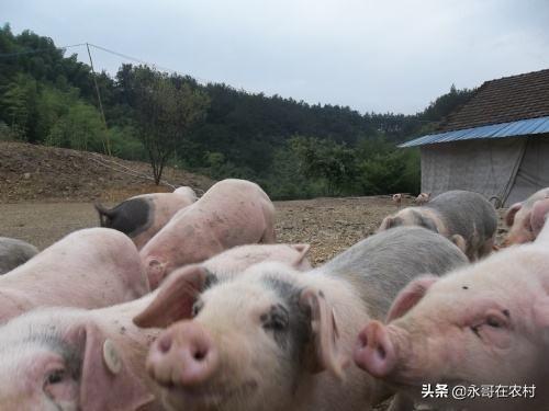 猪饲料 二师兄-猪饲料吧