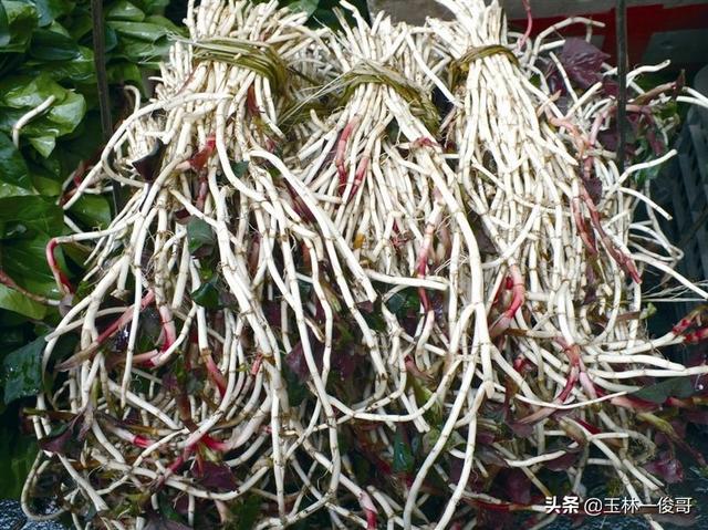 鱼腥草的种植方法，鱼腥草的种植方法和技术