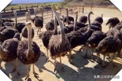 黑龙江泥鳅养殖-黑龙江泥鳅养殖基地在哪