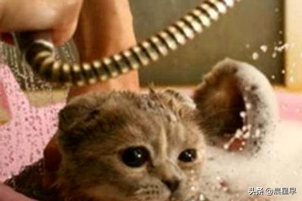猫咪洗澡可以用人类的洗发水、沐浴乳吗,第2张