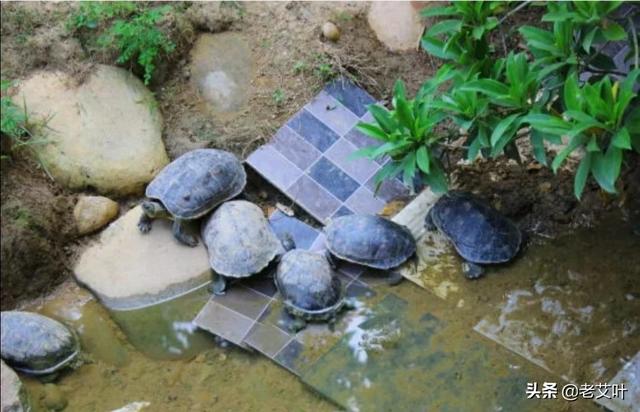 死不了花的种植方法，死不了花的种植方法有哪些