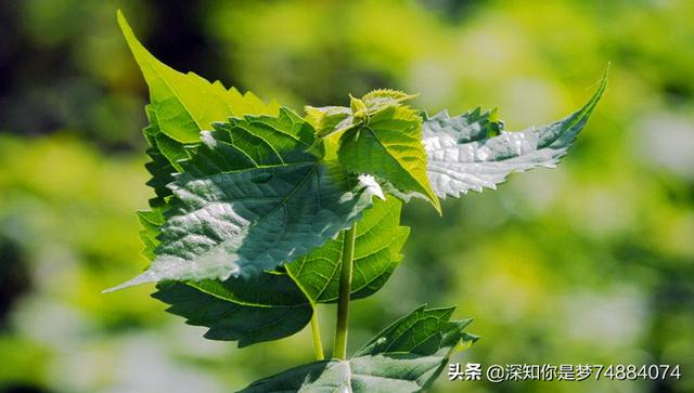 神仙树学名叫双翅六道木 （神仙树学名叫双翅六道木图片）