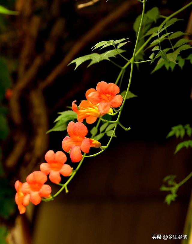 广东农村院子花园种植大全,广东院子适合种什么花