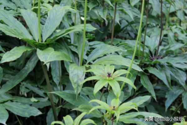 重楼种植技术 （重楼种植技术与栽培管理）