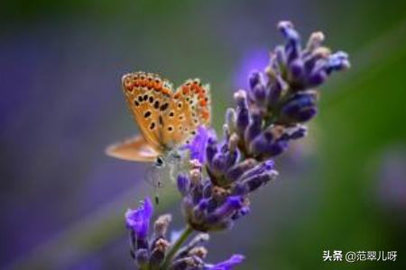 熏衣草的花语是什么 （薰衣草的花语是什么）