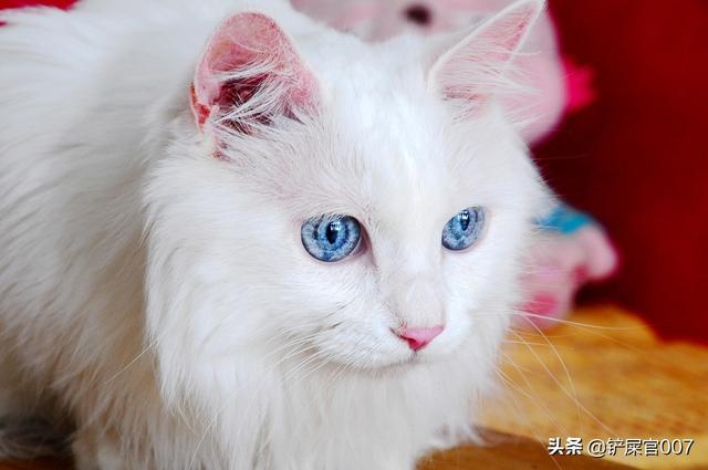猫不吃东西了怎么办