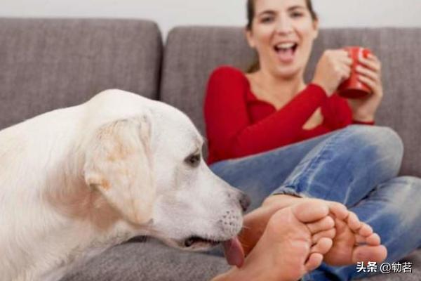狗狗爱舔人的六大表现,第5张