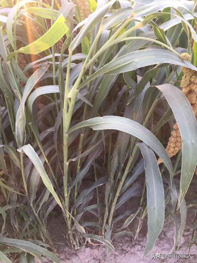 花草树木种植,花草树木种植技术