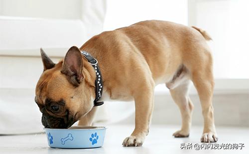 怎么训练宠物不挑食吃(图3)