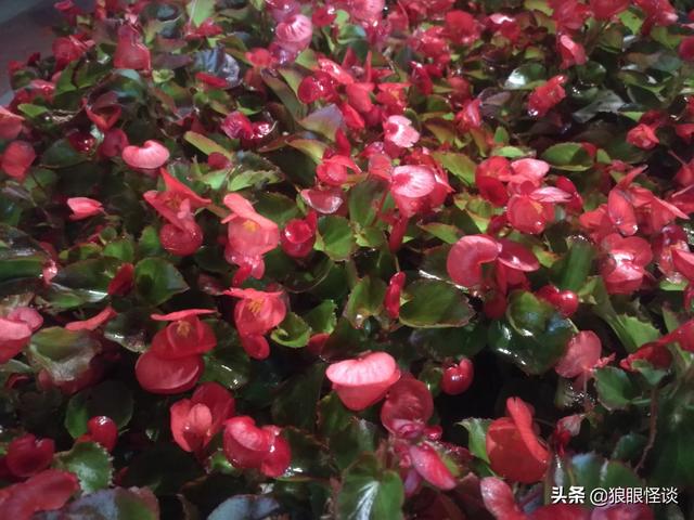 有什么搞笑的日剧推荐吗？：爆笑末路狂花钱在线观看
