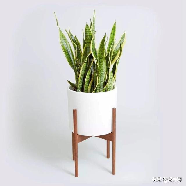 虎皮兰叶子枯萎，请问是怎么回事？可以挽救吗,第18张