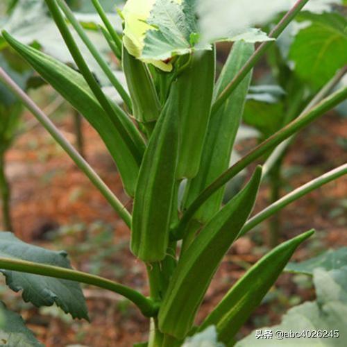 黄秋葵种植时间和方法，黄秋葵种植时间和方法,关键在于这几点,只需跟着做