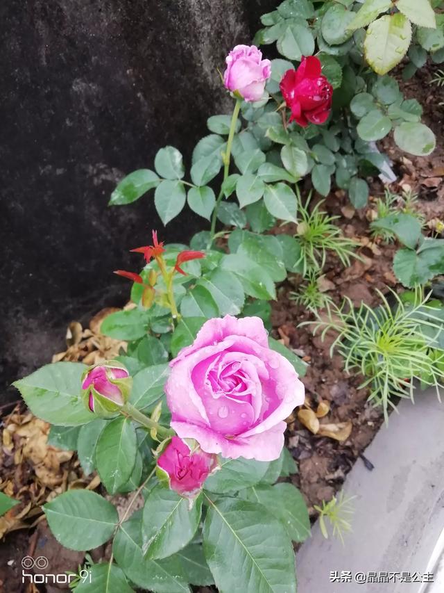 室内种植花卉的作用? 室内种植花卉的作用是什么!