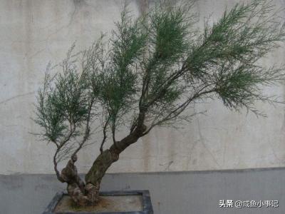 [多枝柽柳]多枝柽柳（红柳）的基本特性是什么？