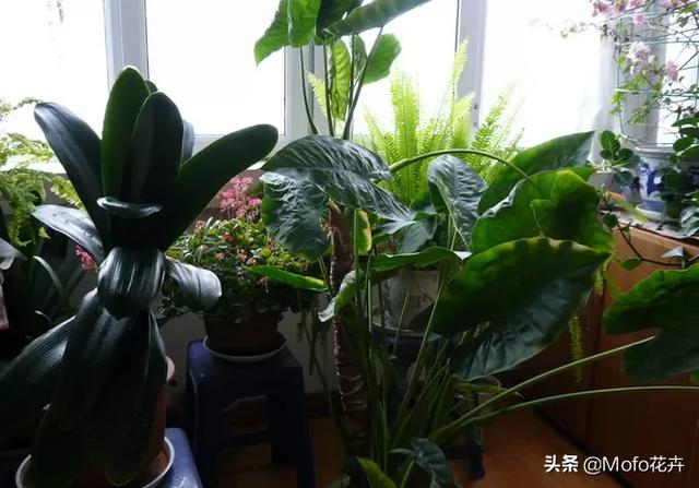 室内绿化植物养护管理