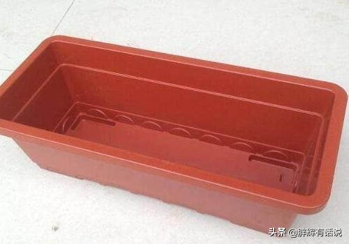 鸡毛菜的种植方法,第1张