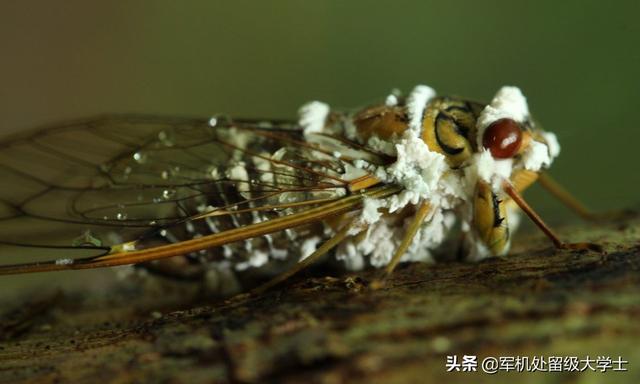 树上虫草,树上虫草有什么功效和作用