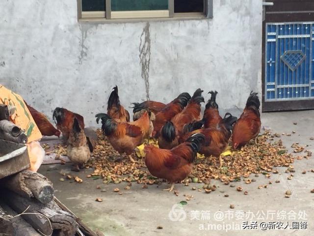 怎么养殖家鸡