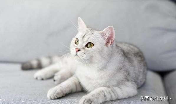 我家的猫几天不吃饭了，怎么办呢,第1张