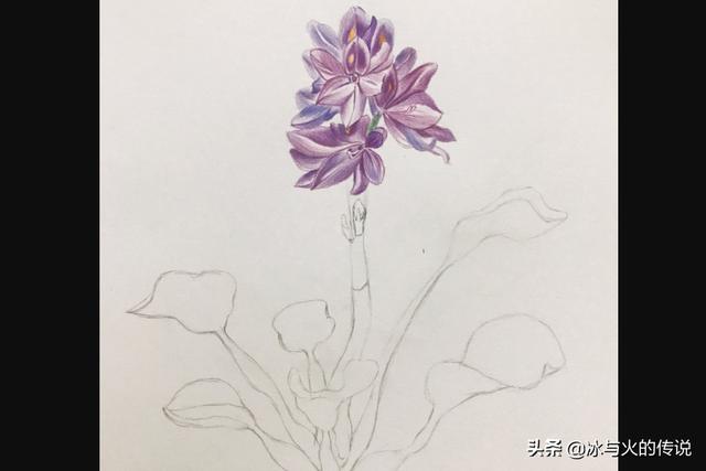 植物花卉线描大全? 植物花卉线描大全图片!