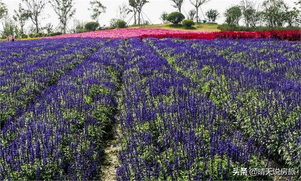 武汉香草花田景点门票价格， 武汉香草花田景点门票价格多少