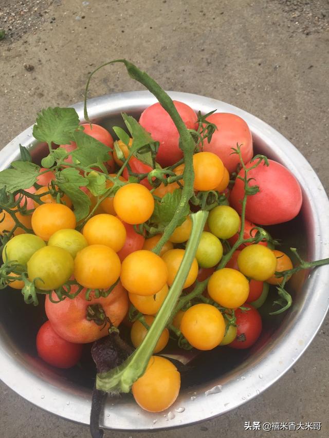 用蔬菜种植，用蔬菜种植物怎么做