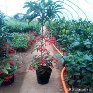 花金子绿植盆景怎么养护和管理(图6)