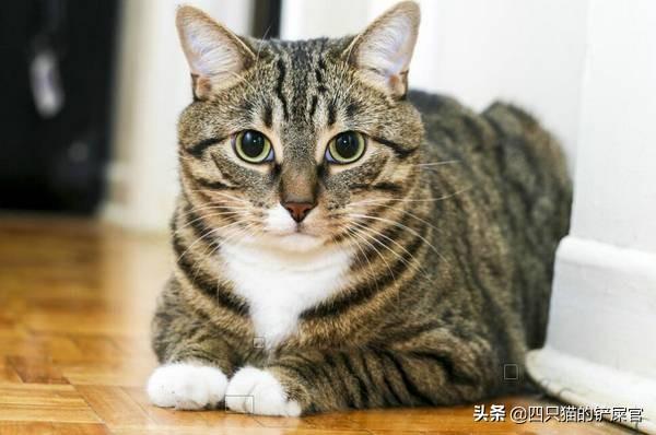 猫忌讳吃什么