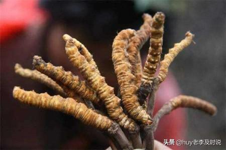 冬虫夏草的种植方法，冬虫夏草的种植方法和时间