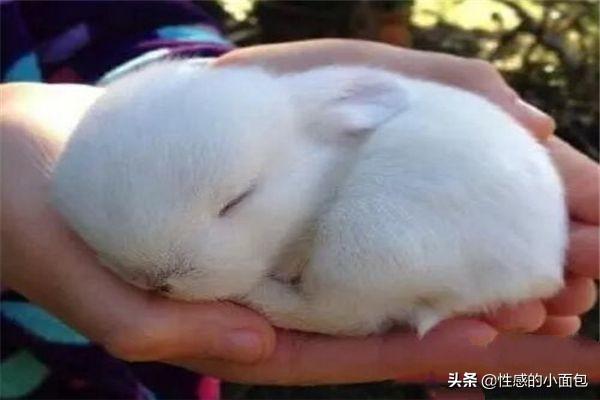 刚出生小兔子被母亲抛弃怎么办,第7张