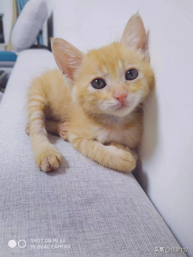我家的猫咪不吃鱼只吃猫粮，什么办法可以改变现状,第4张