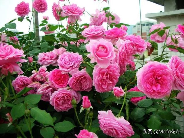 月季花适合什么土壤种植