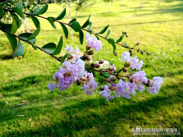 最美鲜花高清图片