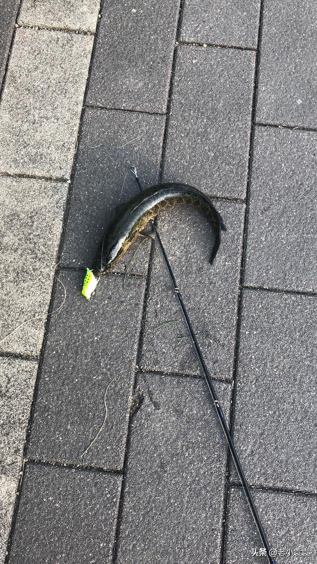 雷强竿雷强竿那个品牌性价比高