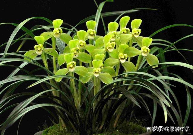 名贵兰花品种（名贵兰花品种名称）