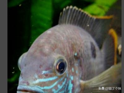 皇冠头模特如何搭配好看(图1)