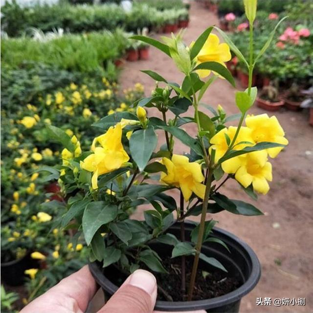 室内香水茉莉花怎么养护和管理(图3)