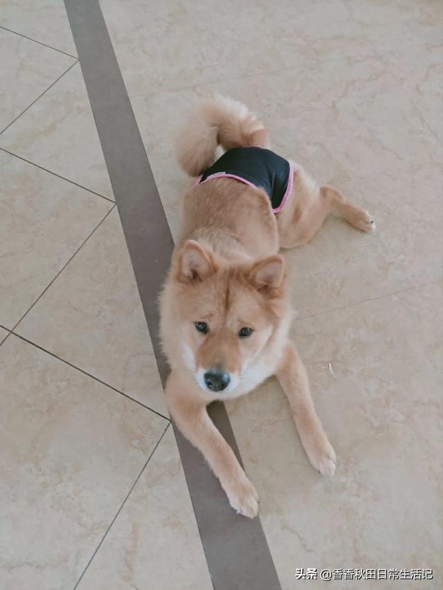 求助-拉布拉多幼犬怎么训练去卫生间大小便,第8张
