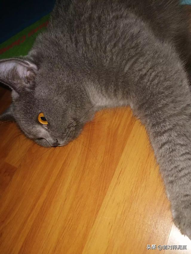 普及知识：如何让猫咪记住自己的名字,第3张