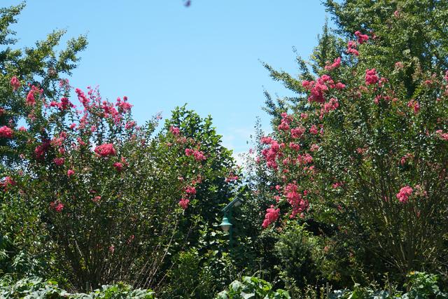 成都市紫薇树造型店在哪里