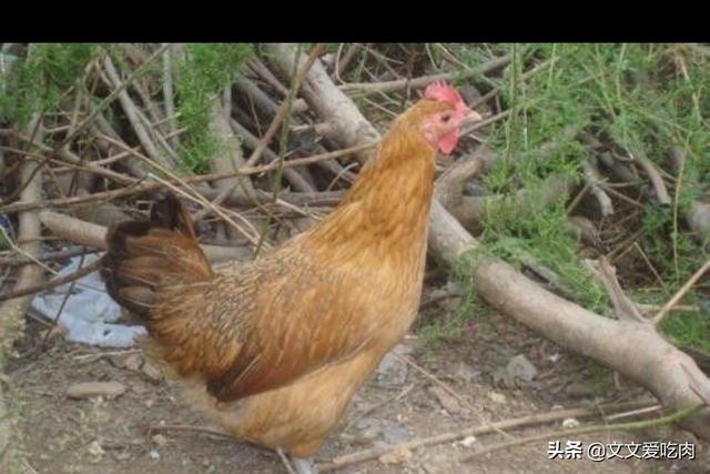 如何养殖鸡(如何养鸡才能养好)