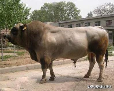 养牛风险大不大呀 养牛有哪些风险？