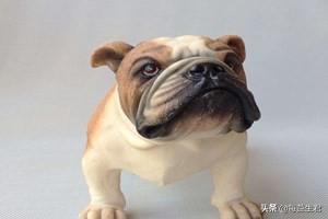 沉默的斗牛犬?沉默的斗牛犬陌上花開!
