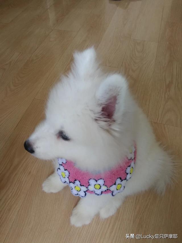 刚生出来的狗宝宝可不可以立即抱走,第6张