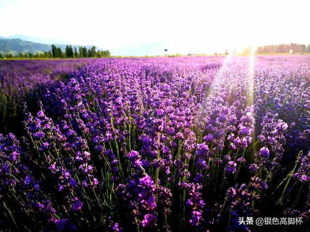 什么时候去新疆旅游最适宜