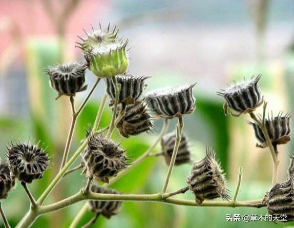 10大恶心发麻图片（恶心麻烦怎回事）