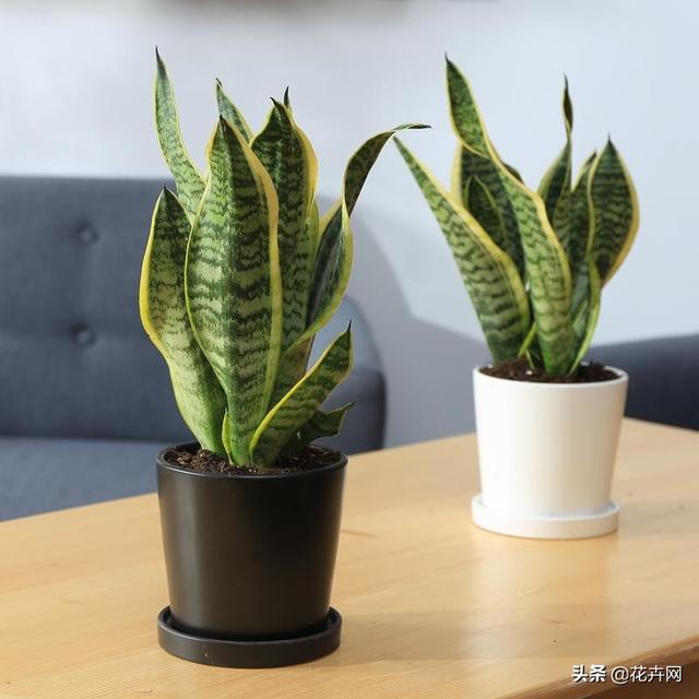 虎皮兰叶子枯萎，请问是怎么回事？可以挽救吗,第21张